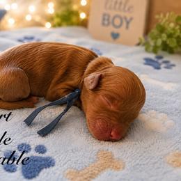 Sport - Red male Australian Labradoodle puppy in Eastover, North Carolina from Joyful Hearts Australian Labradoodles