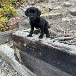 Labrador Retriever and Pembroke Welsh Corgi Puppies from Burress Family Farm and Kennels