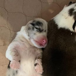 American Corgis and Pembroke Welsh Corgis from Morse Corgis