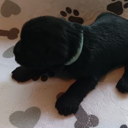 Girl 2 - Black Miniature Schnauzer puppy in Asheville, North Carolina from Farbe Miniature Schnauzers