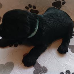 Girl 2 - Black Miniature Schnauzer puppy in Asheville, North Carolina from Farbe Miniature Schnauzers