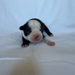 Girl 3 - Black and white female Boston Terrier puppy in Mustang, Oklahoma from Katelyn’s Boston terriers