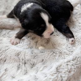 Miniature Australian Shepherd Puppies from Elsa’s lil Wiggle Butts
