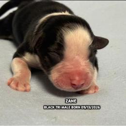 Zane - Black tri-color male Australian Shepherd puppy in Bethany, Connecticut from Wynter Thyme Manor Australian shepherds