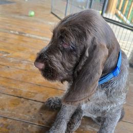 Gordon Setter and Spinone Italiano Puppies from Spinsetters