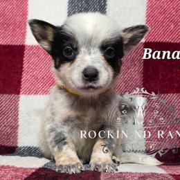 Banana - litter runt - Blue male Australian Cattle Dog puppy in Silsbee, Texas from Rockin ND Ranch