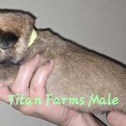 Boy 4 - male Cane Corso puppy in Yale, Michigan from Titan Farms