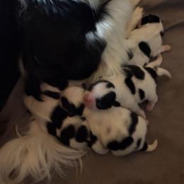 Graham - Black and white male Japanese Chin puppy in Sandstone, Minnesota from Peaceful Garden Cavaliers