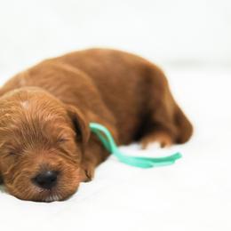 Nancy - Caramel red female Australian Labradoodle puppy in Diamond Bar, California from Furrytaildoodles