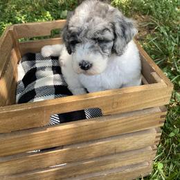 Sheepadoodle Puppies from Primrose Cottage Puppies