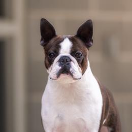 Boston Terriers from Tre Run Bostons