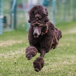 Poodles from Karesque Standard Poodles