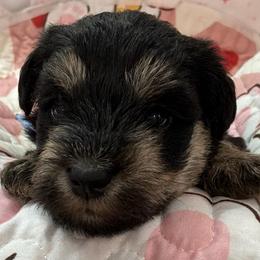 Girl- Purple Collar - Black and silver female Miniature Schnauzer puppy in Stevenson, Alabama from Rivers Edge Schnauzers by Joyce Clark