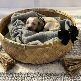 Black Collar Male - Red  male Goldendoodle puppy in Bradenton, Florida from Suncoast Goldendoodles