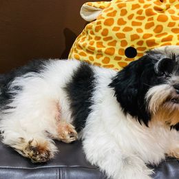 Oreo - Havanese