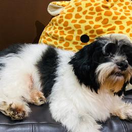Oreo - Havanese