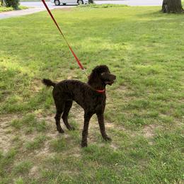 Poodle All Grown Up from Sweet Standards