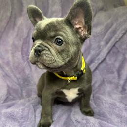 Nugget - Blue female French Bulldog puppy in Miami, Florida from Kehaulani's French Bulldogs