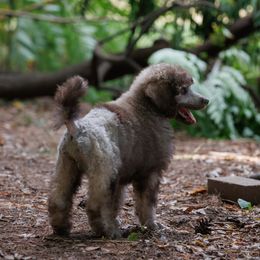 Poodle Puppies from Mystic Moon Poodles
