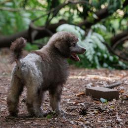 Poodle Puppies from Mystic Moon Poodles