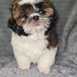 MALE 1 - Red and white male Shih Tzu puppy in Dixon, Illinois from Sharon's Pups