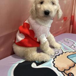 Valentino - White male Poodle puppy in Mobile, Alabama from Semmy’s Standard Poodle LLC