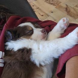 Vixen - Red tri female Toy Australian Shepherd puppy in Crooksville, Ohio from West View Toy Aussies