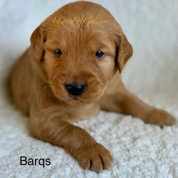 Barqs - Dark golden male Golden Retriever puppy in La Verne, California from 4LoveofGoldens