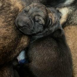 Yellow collar - Sable female German Shepherd puppy in Pahrump, Nevada from Wachhund Kennels