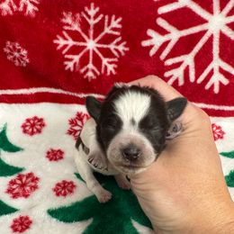 Hot pink girl - Parti female Miniature Schnauzer puppy in Oneonta, Alabama from Murphree Valley Kennels