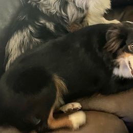 Skye - Miniature Australian Shepherd