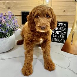 Goldendoodle Puppies from Jeremy Dafoe