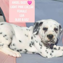 Angel Dust (Light Pink Collar Female) LUA - White and black female Dalmatian puppy in Raymondville, Missouri from Wagner's Dalmatian's