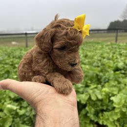 Audrey - Red  female Goldendoodle puppy in Mint Hill, North Carolina from DoodleForever