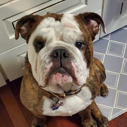 Sniper - Bulldog