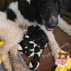 Springerdoodle Puppies from 64 Farm