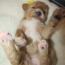 Goldendoodle and Poodle Puppies from David & Patricia Elliott