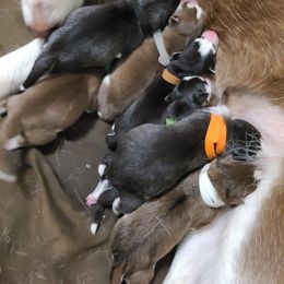 Siberian Husky Puppies from Primal Siberian