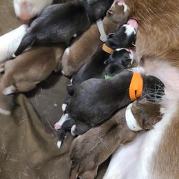 Siberian Husky Puppies from Primal Siberian