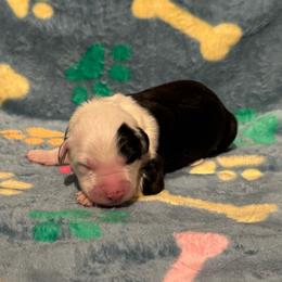 BEARCLAW - Black and white male Sheepadoodle puppy in Riverside, California from Downtown Doodles & Frenchies