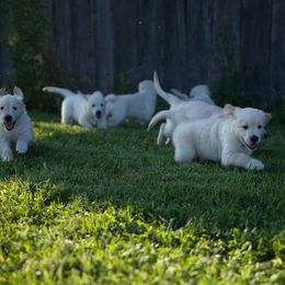 Golden Retriever Puppies from Darmorr Golden's
