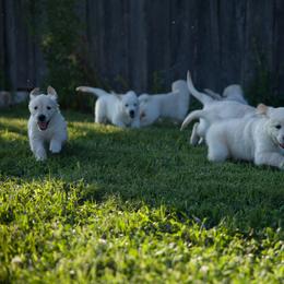 Golden Retriever Puppies from Darmorr Golden's