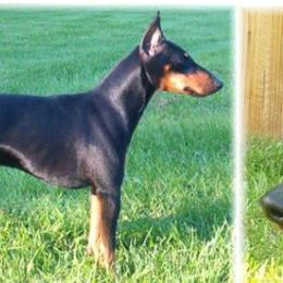 Manchester Terriers from WhirlWynd Manchester Terriers