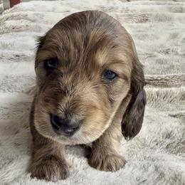 Tigger - Brindle male Dachshund puppy in Johnstown, Pennsylvania from Boyer’s Dachshunds