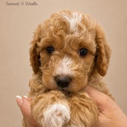 Everest - Apricot male Goldendoodle puppy in Lake Charles, Louisiana from Perfect Fit Poodles & Doodles