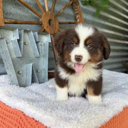 Venti - Red tri female Miniature Australian Shepherd puppy in Checotah, Oklahoma from Wild Outlaw Aussies