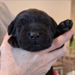 Swipe Right - Black male Labrador Retriever puppy in Martinsburg, West Virginia from Fetching Labrador Retrievers
