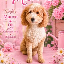 Maeve - Goldendoodle