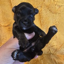 KAI - Black and tan female Yorkshire Terrier puppy in Clermont, Florida from Bella's Prissy Butts