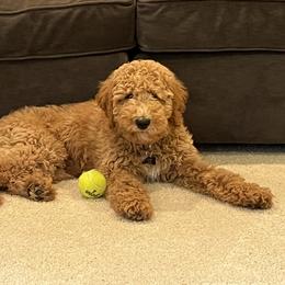 Goldendoodle Puppies from Hannah Mae Doodles